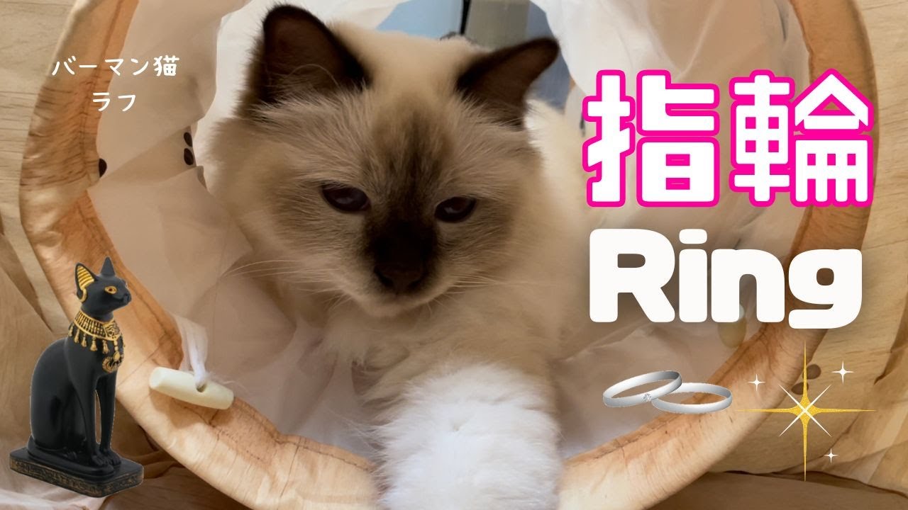 バーマン猫ラフの左手【指輪】Ring（バーマン猫）Birman/Cat
