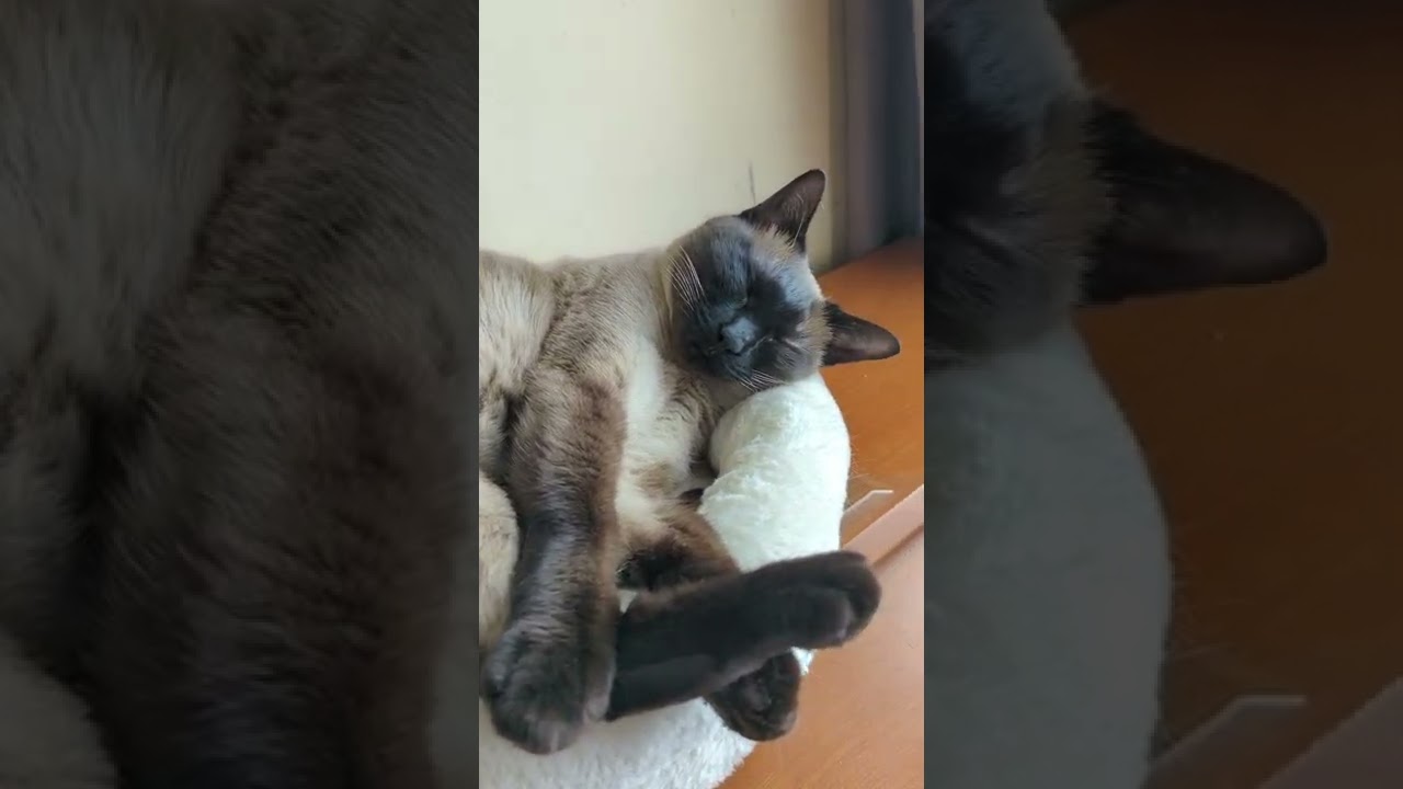 お昼寝シャム猫 - Zzz...🙀 - #Shorts