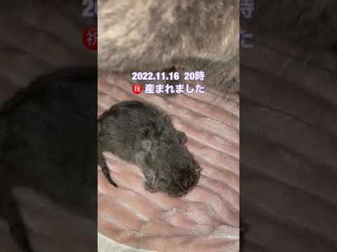【子猫 産まれました】シャルトリュー✖️ブリティッシュのカブキキャット得意の子猫です#shorts