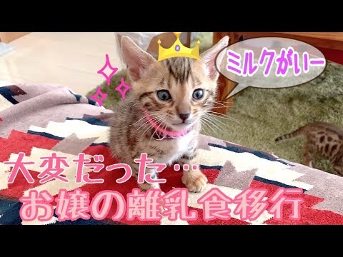 ワガママ娘のベンガル子猫リンが離乳食に移行できるまで