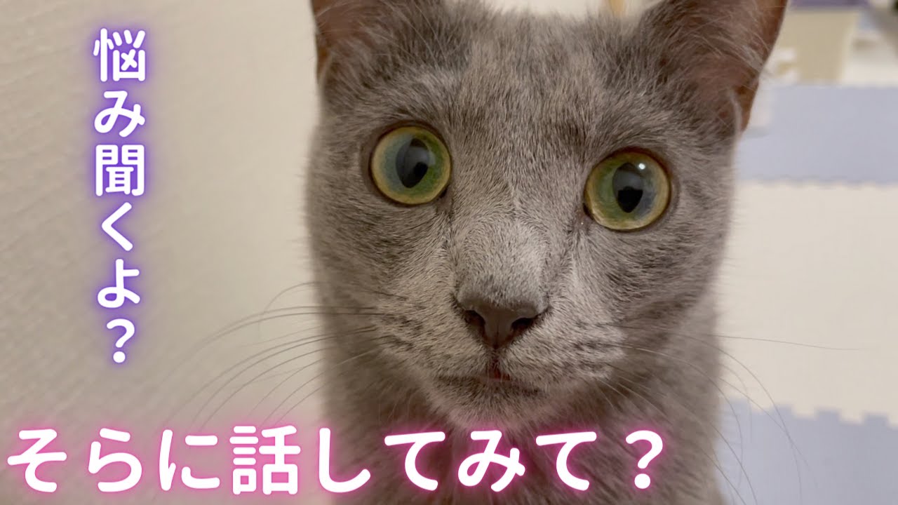 カウンセリングする猫（ロシアンブルー）