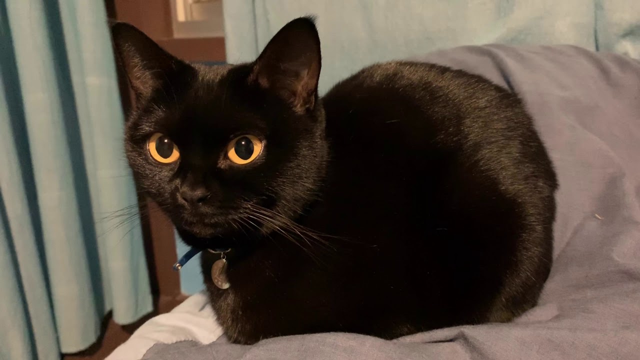 キョトンとしている猫がかわいい☆4匹黒猫ボンベイファミリーのにぎやかな1日