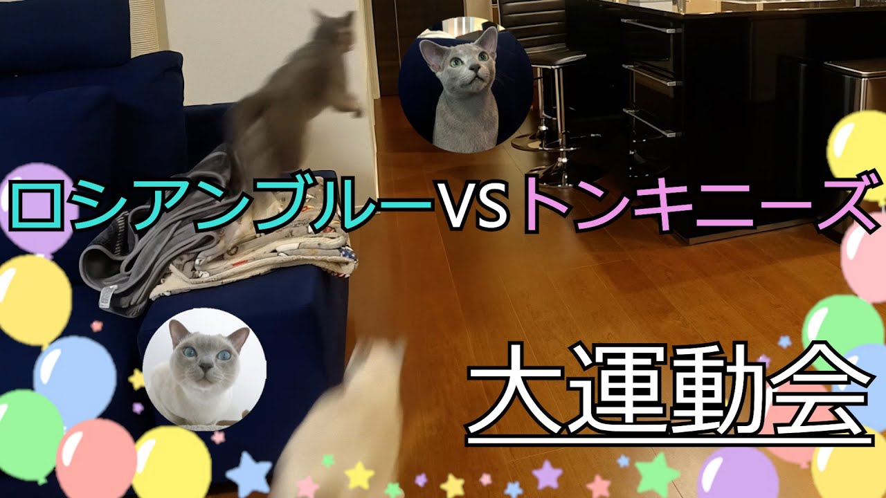 【追いかけっこ集】ロシアンブルー2才♂VSトンキニーズ2才♂による大運動会（＃64）
