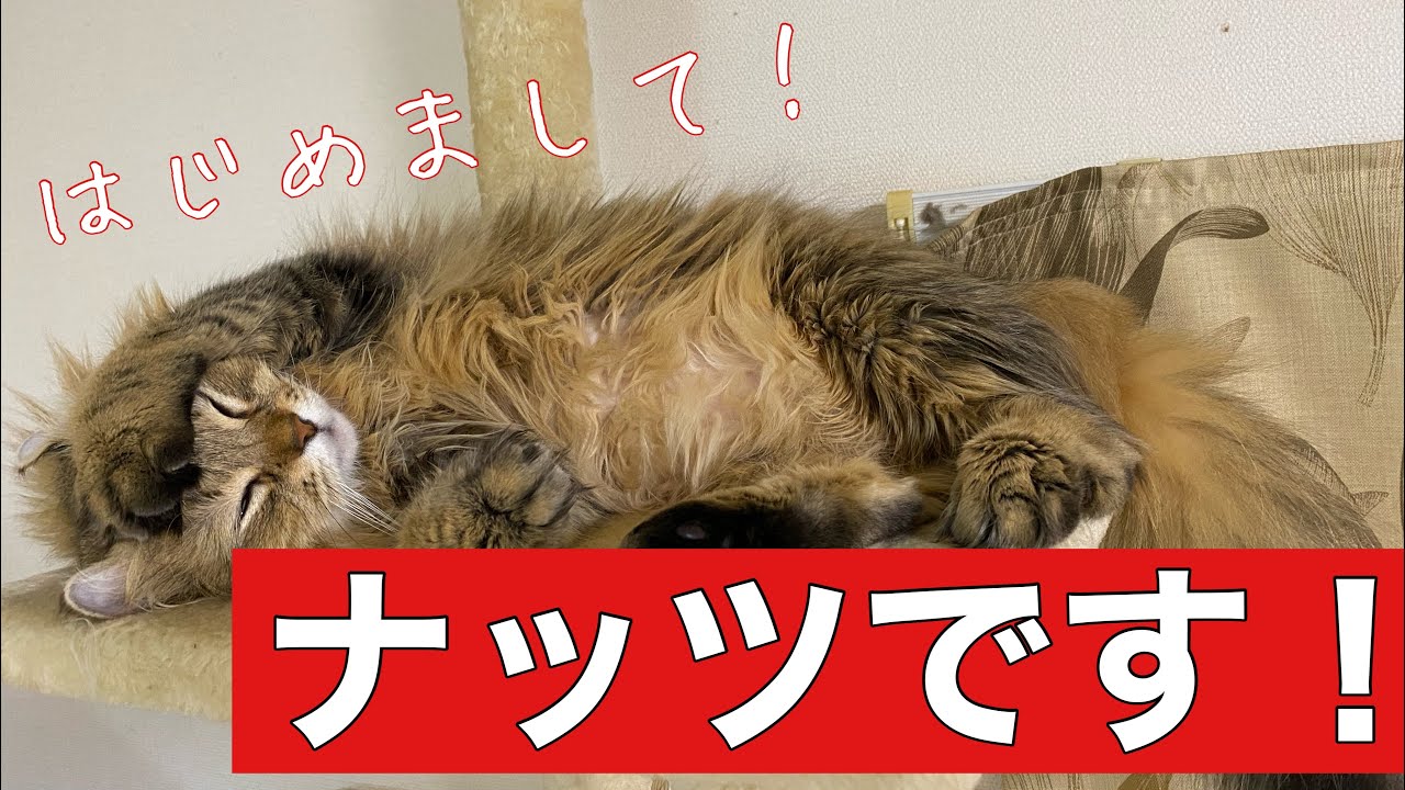 【猫】はじめまして！アメリカンカールのナッツです！【初投稿】