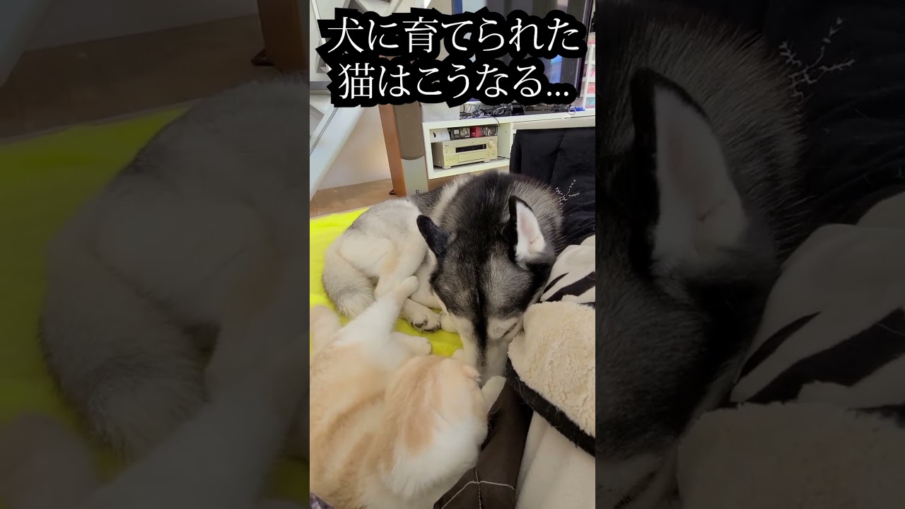 犬を見つけた子猫が...#shorts