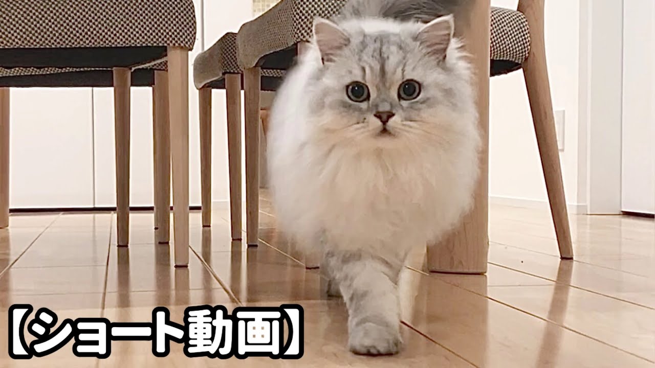 ただただ近付いてくるもふもふ猫 【サイベリアン】 #Shorts