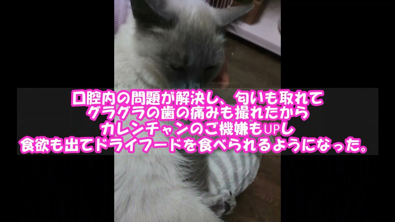 【保護猫】カレンチャン　トンキニーズ系・シャムMIX系　2022年12月2日緊急保護　新しい家族とのご縁を待ってます！