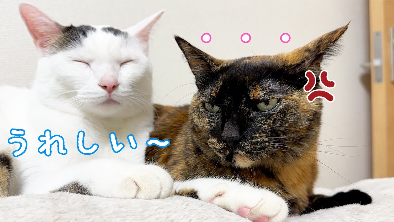 最近モモっちもチロさんを嫌がるようになってきました…