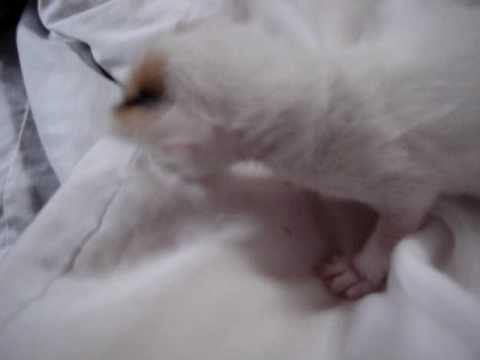 ターキッシュバン　生後３週目　三毛柄