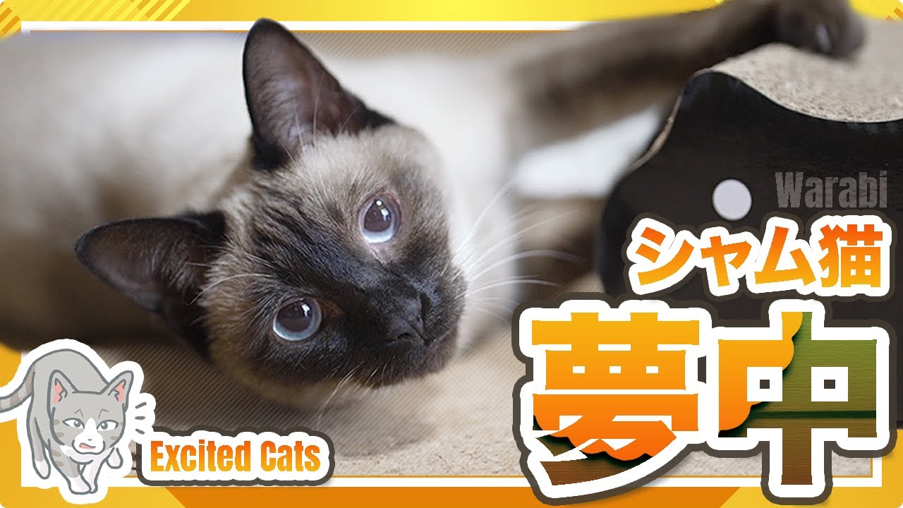 シャム猫夢中