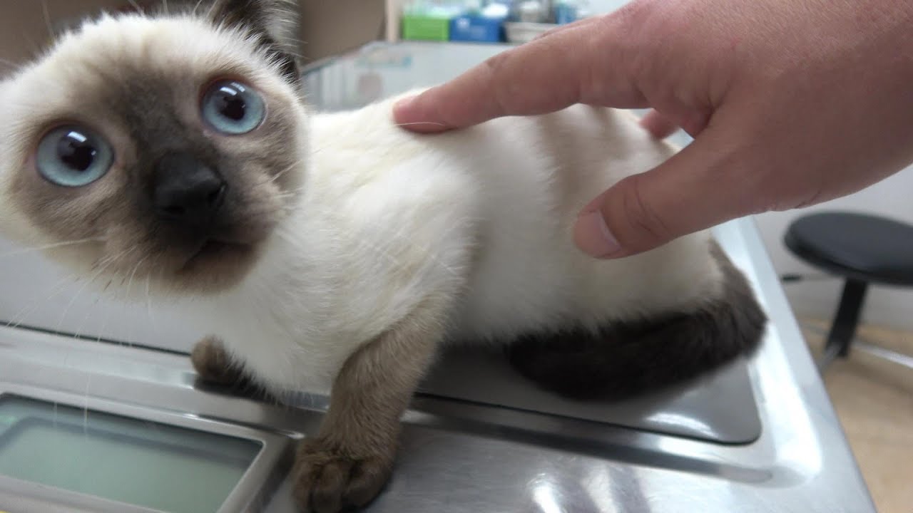 保護してから1ヶ月が経ったシャム子猫😹病院での2回目の受診の様子を🐱🐾📹