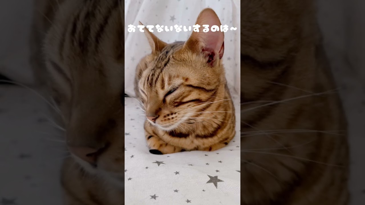 【TikTokで人気】おててないないの歌😊#ベンガル猫 #shorts