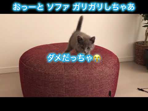 生後2ヶ月半シャルトリュー 犬みたいな子猫 2 and half months old Chartreux kittten, being like a dog