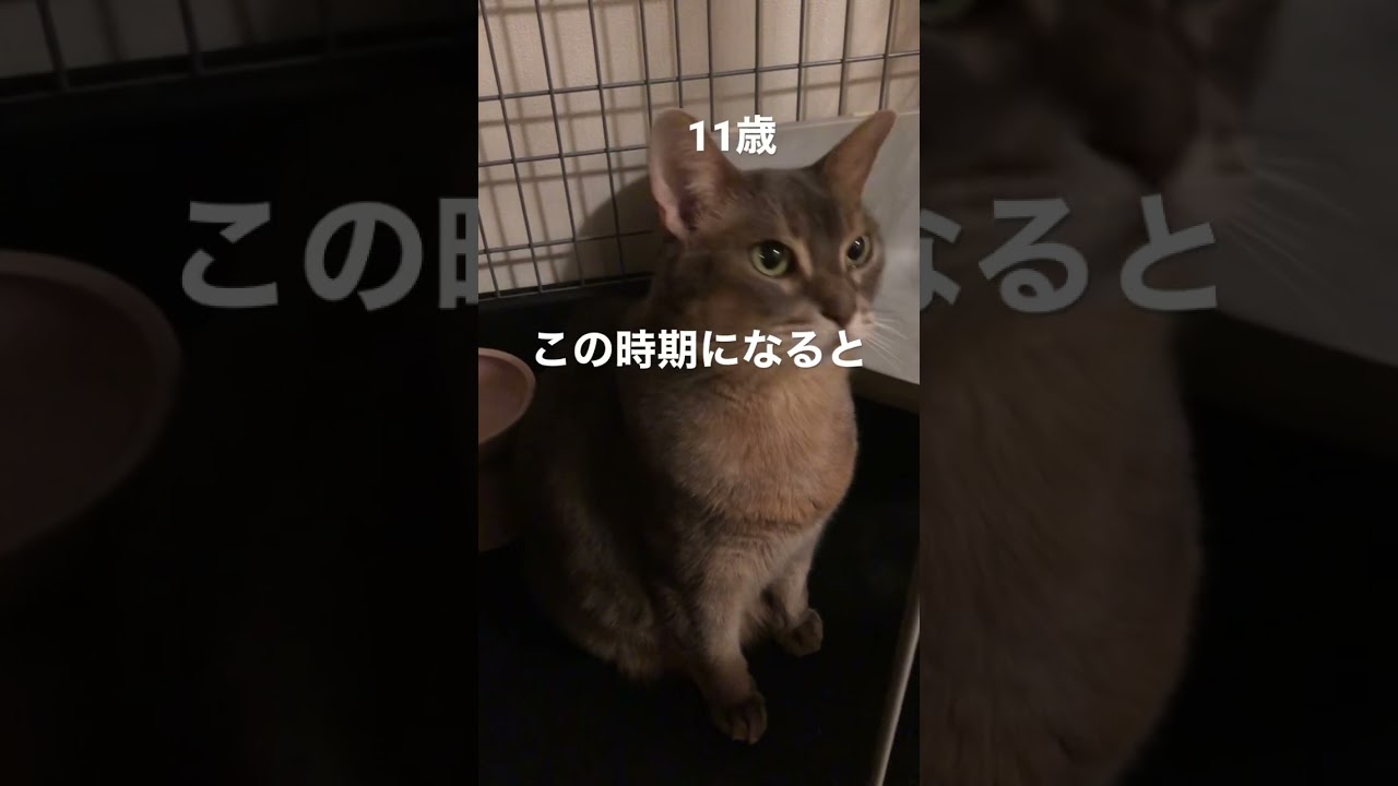 また、この時期がやってきましたよ！ #shorts #猫動画 #アビシニアン #cat #まな猫