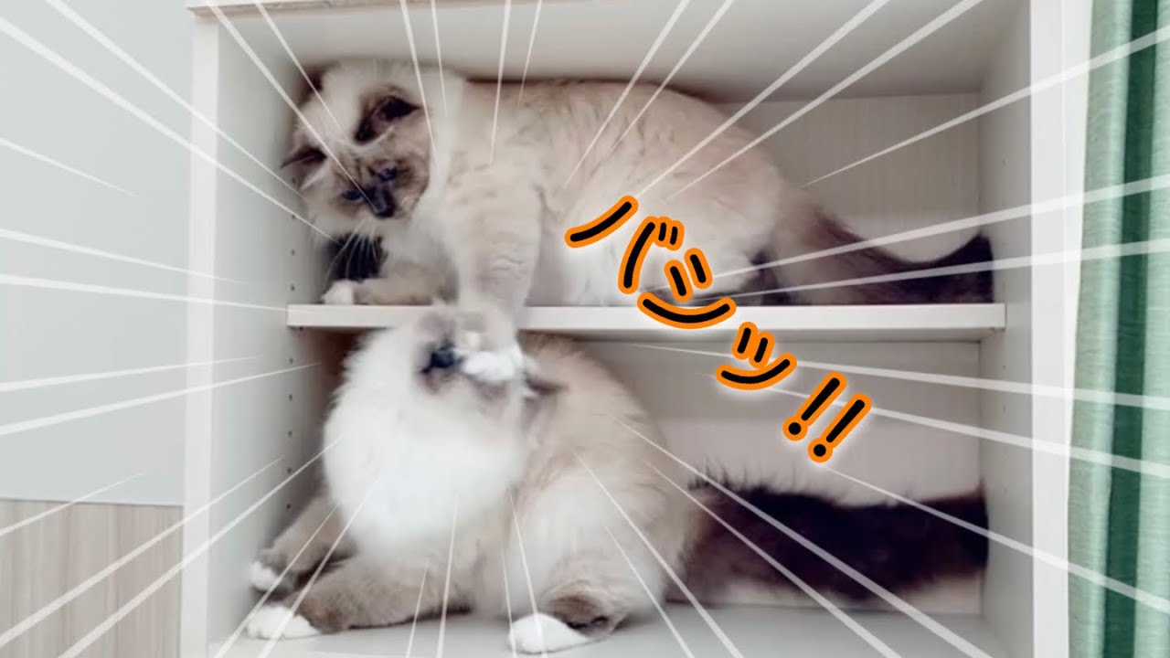 モフ猫のケンカを集めてみた結果【バーマン】