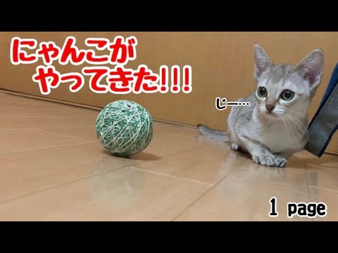 【シンガプーラ】猫との新しい暮らし
