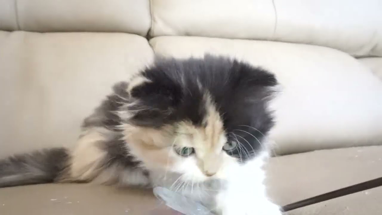 セルカークレックス子猫　2022.9.30産まれ 　キャリコ　三毛猫　女の子　シーダキャット猫のお店　Selkirk Rex