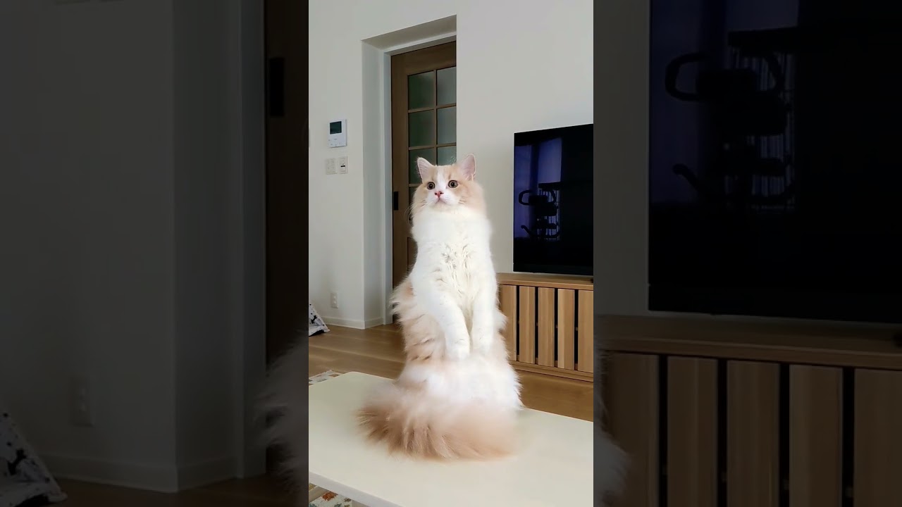 首を長くして待つねこ【ラガマフィンのムーン】