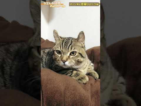 お布団大好きシエル君　/キンカロー　マンチカン×アメリカンカール　#Shorts