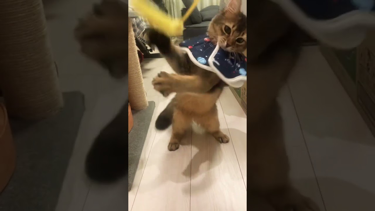 #ソマリ #癒し猫動画 #しっぽ吸い