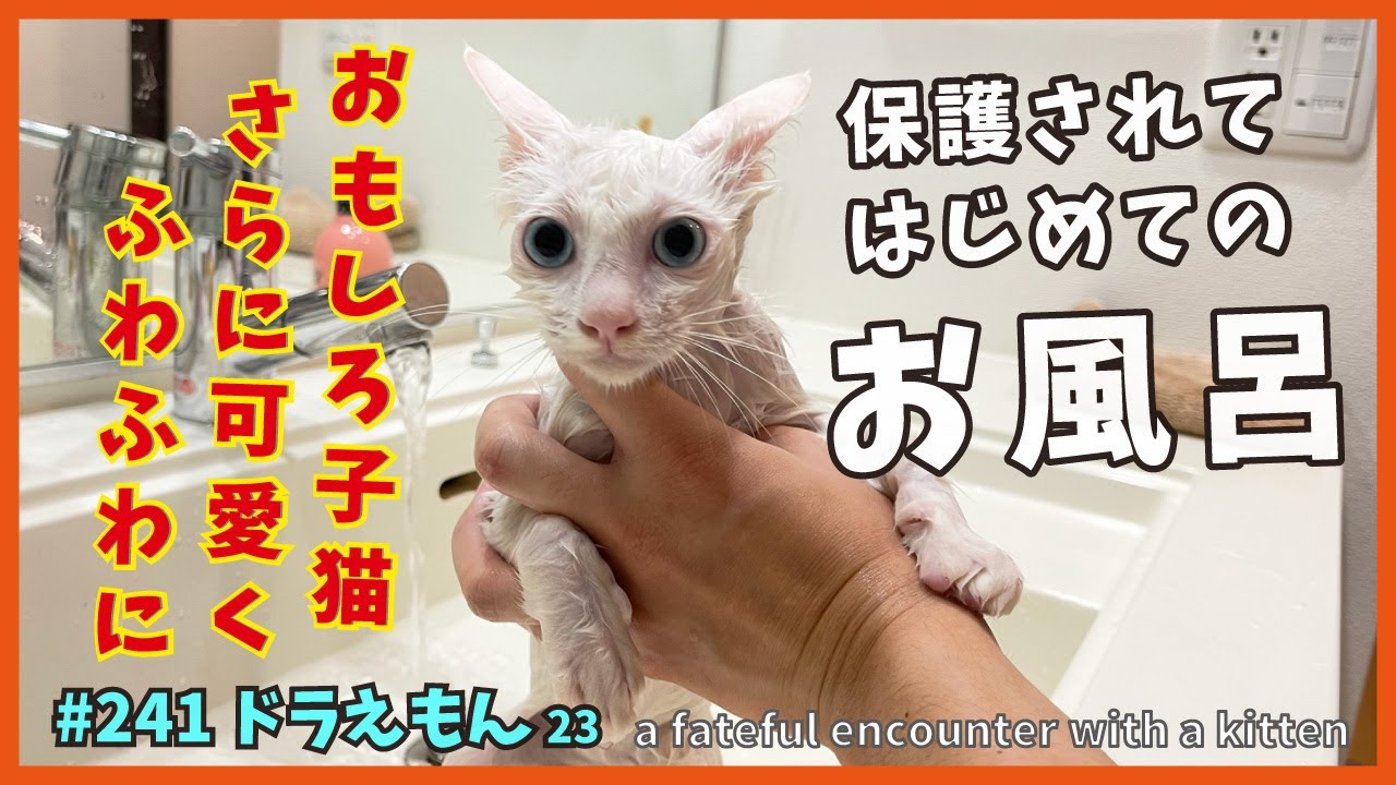 お風呂で綺麗さっぱりシャンプー✨保護した子猫はオモシロ過ぎます😂💨【TNRで保護した子猫・ドラえもん23】give the kitten a bath🚿