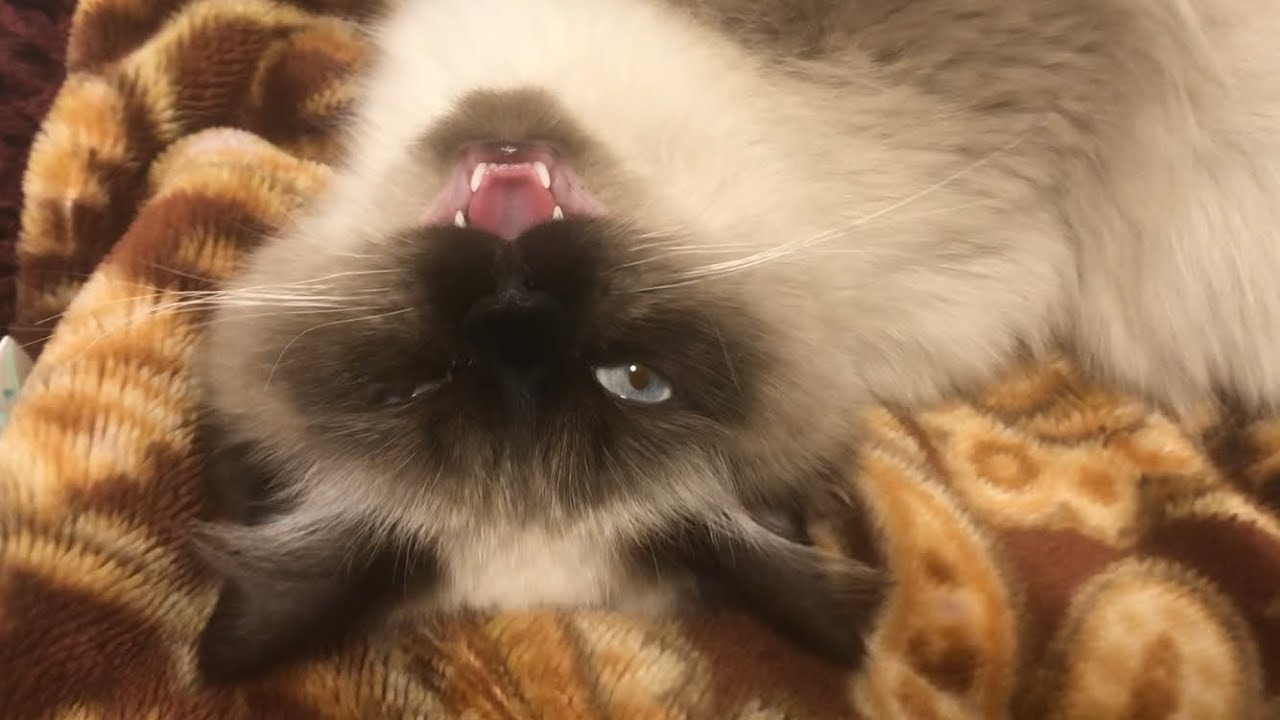 【ヒマラヤン】フミフミしながら鳴く猫が可愛すぎる【甘えん坊】