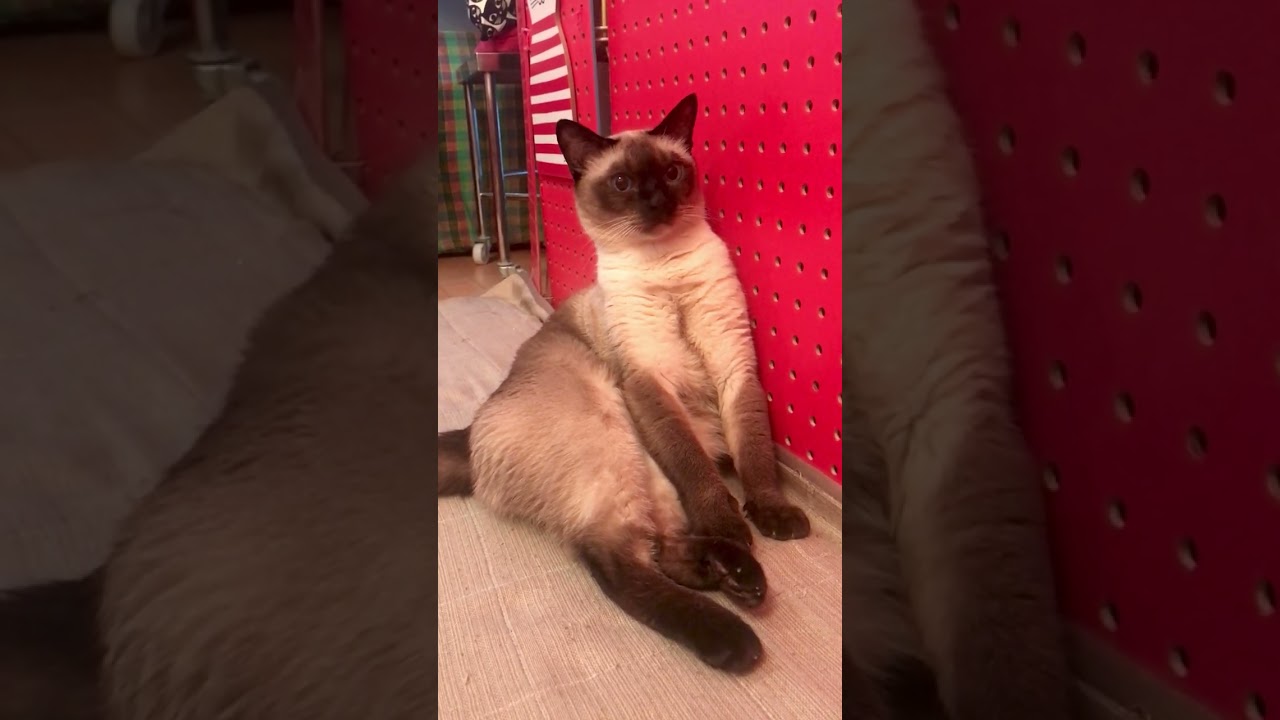 寄りかかって座っているトンキニーズなのにゃ♪