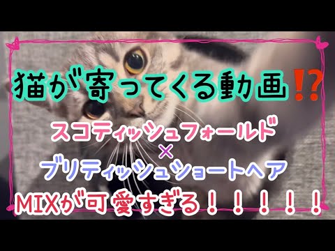 スコティッシュフォールドとブリティッシュショートヘアのMIXは可愛すぎる！！！