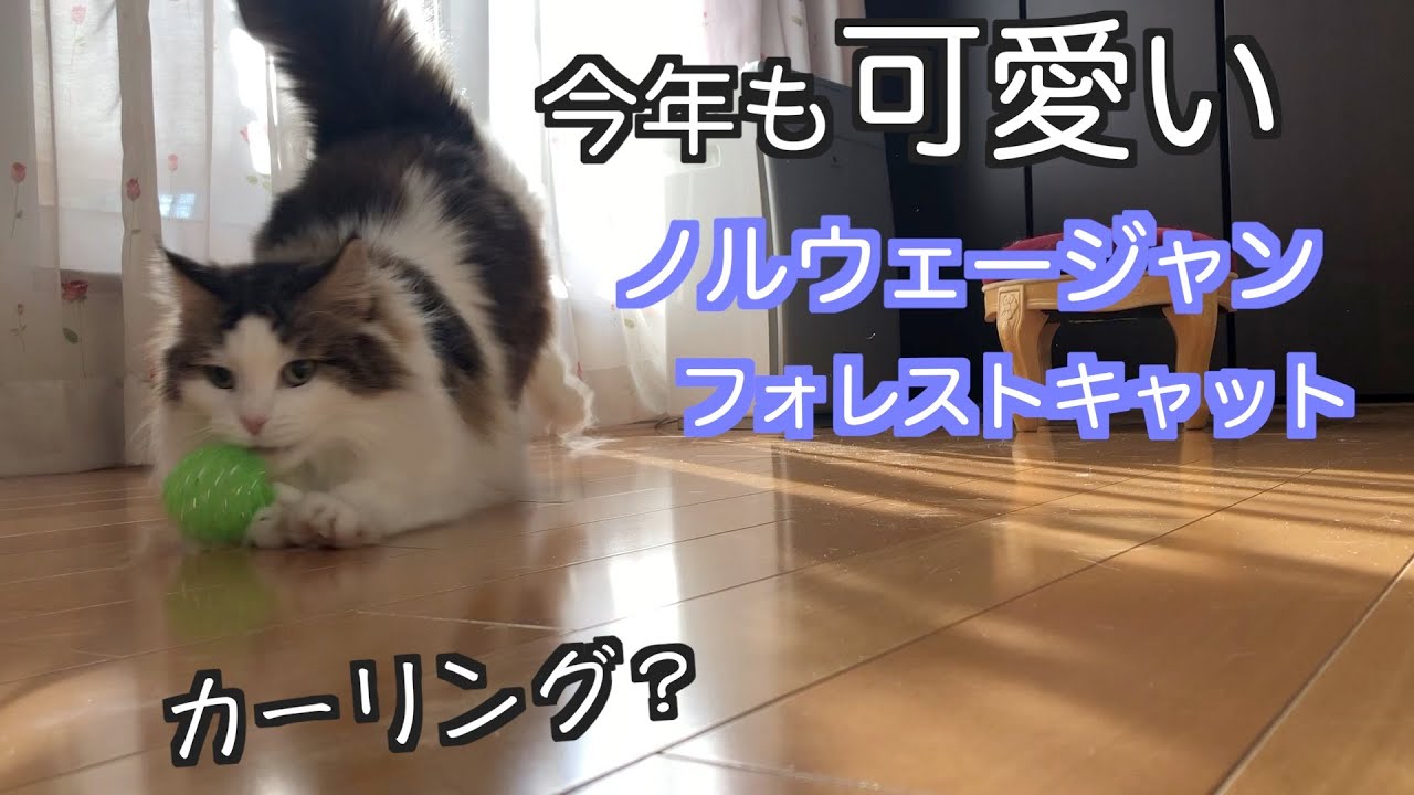 今年も可愛いが止まらない！ノルウェージャンフォレストキャット