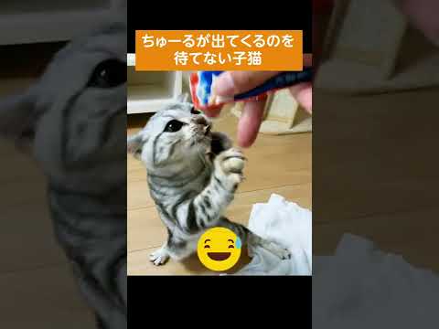 ちゅーるが大好きすぎる子猫【アメリカンショートヘアー】 #shorts #こねこ #アメショー