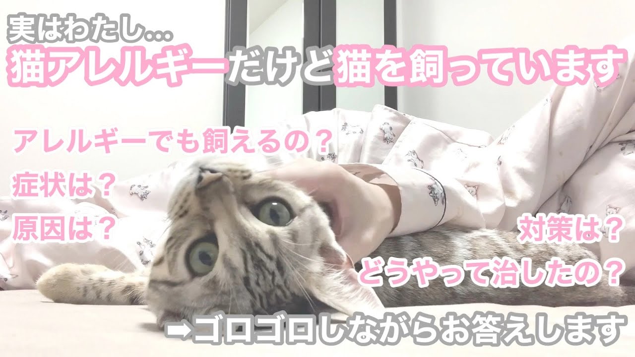 シルバーベンガルの子猫と猫アレルギーの飼い主