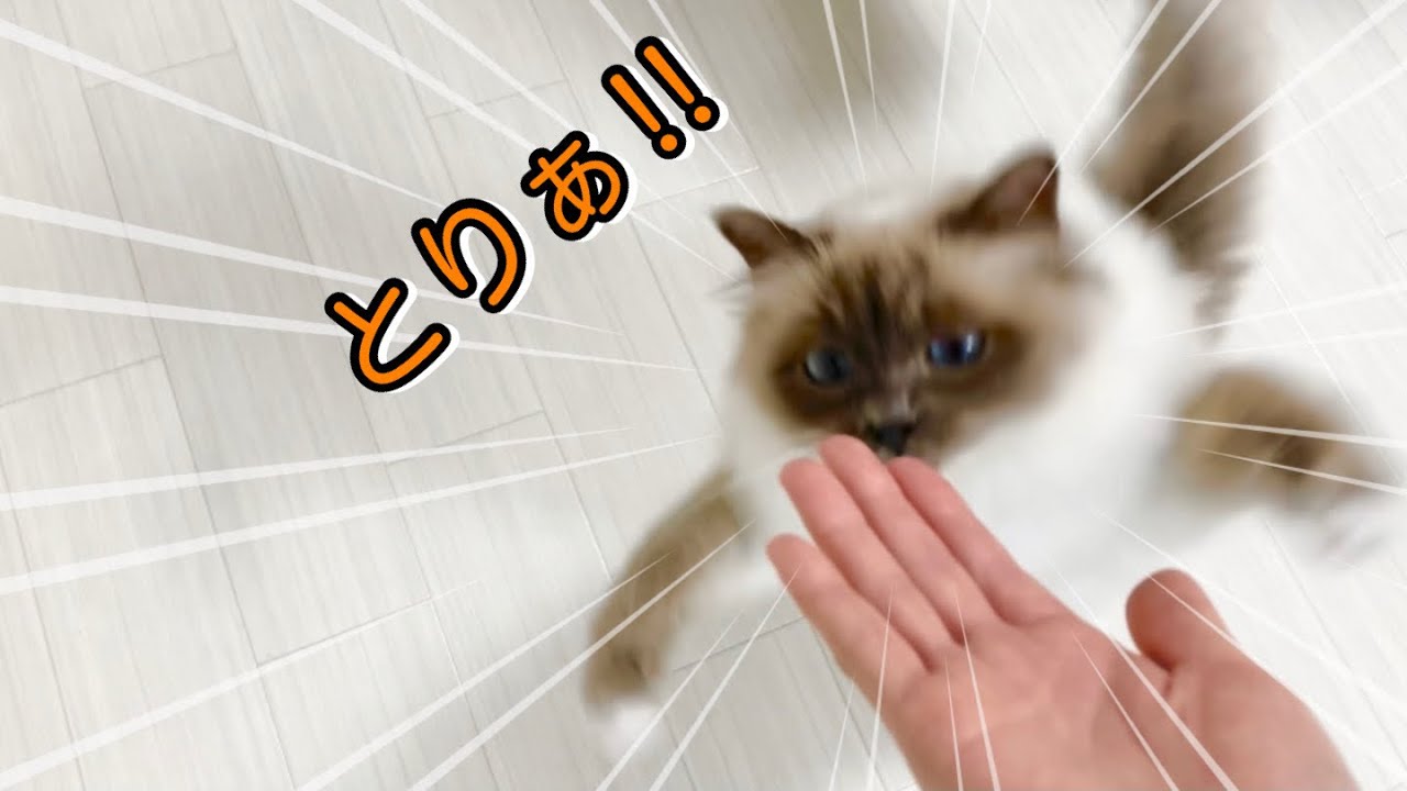 可愛い特技を覚えたモフ猫【バーマン】