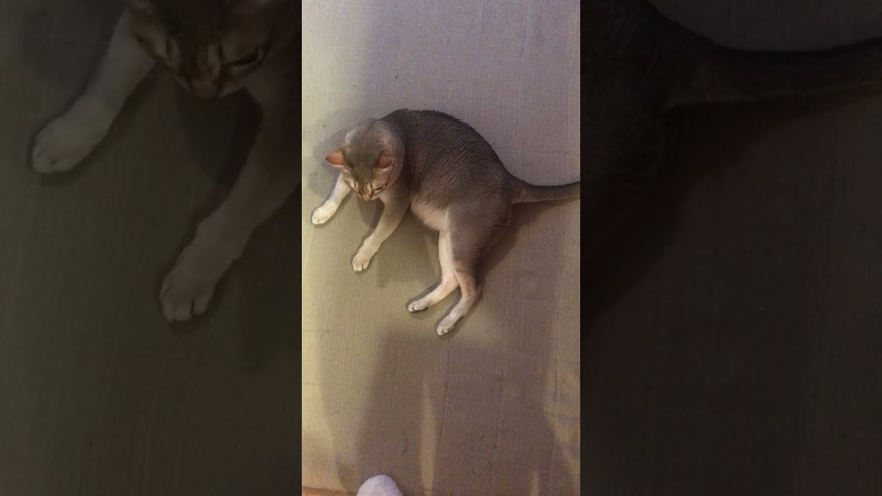 クサイかも疑惑のシンガプーラなのにゃ♪