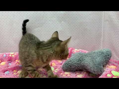 Coo&RIKU　No540447　エジプシャンマウ