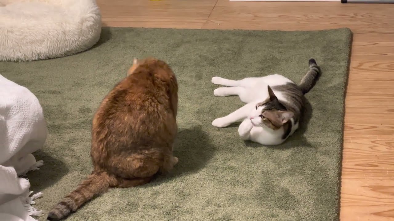 色仕掛けする子猫