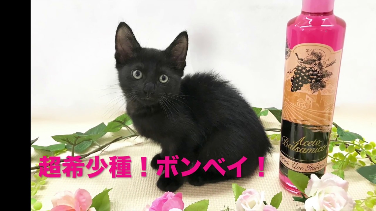 レアキャット！ボンベイ登場！