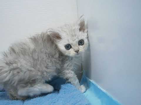 Coo&RIKU　No430629 セルカークレックス