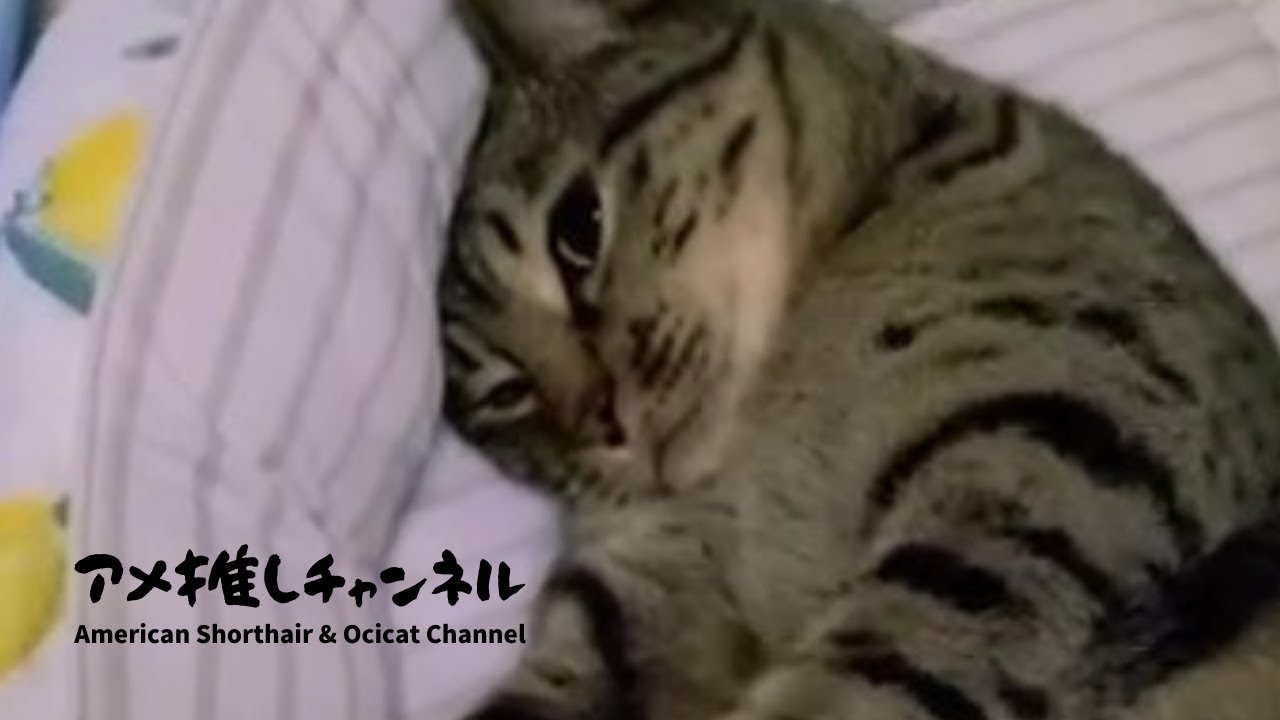 金曜日深夜、先に寝ていたオシキャット・カラちゃんを突く #shorts