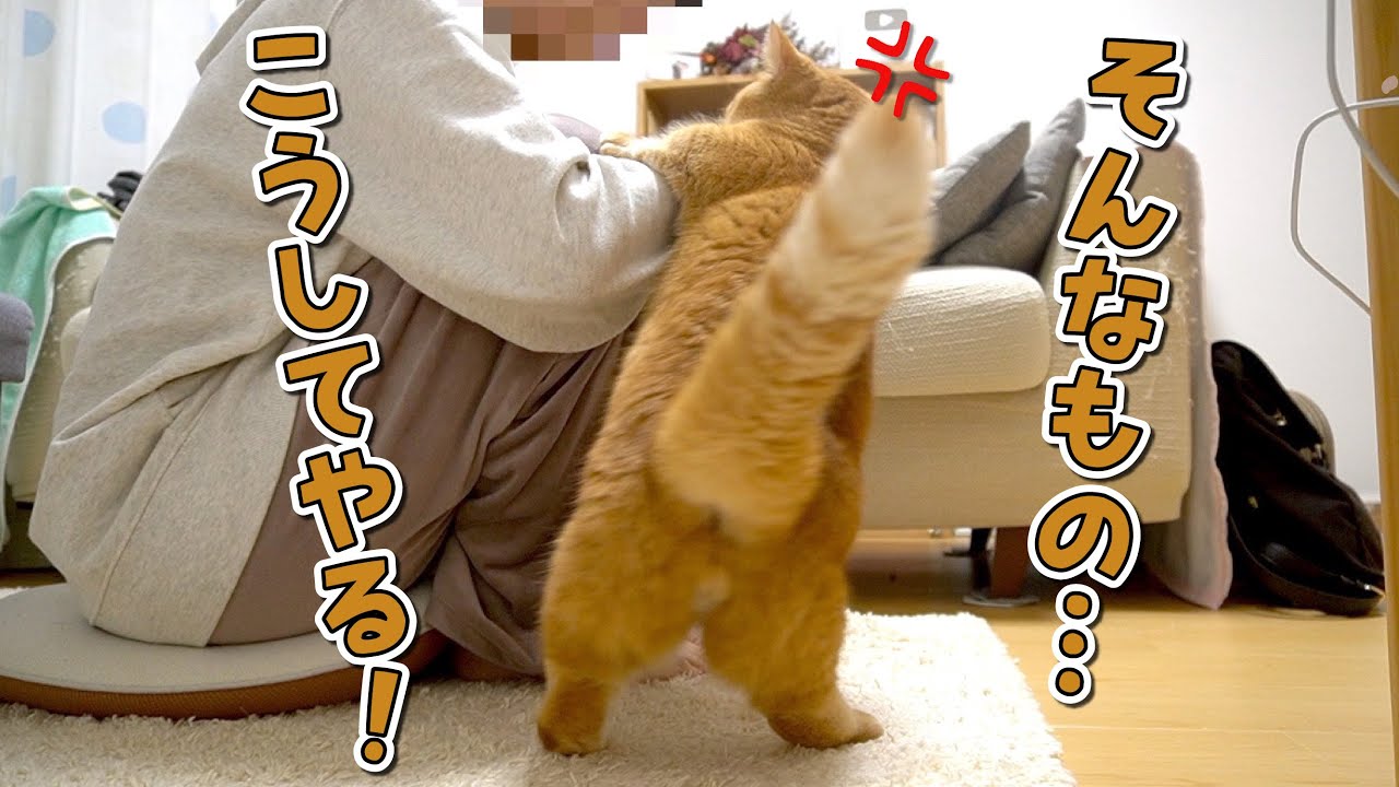【悲報】いつも優しい愛猫があることをしていたら豹変しました！