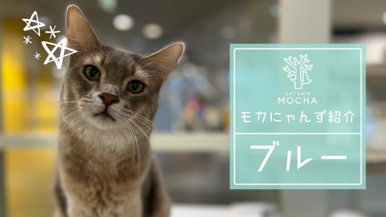 【卒業済み】ブルー（ソマリ♂）