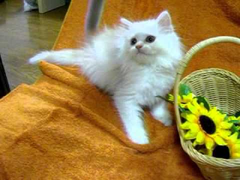 スコティッシュフォールド・我が家うまれの美人さん