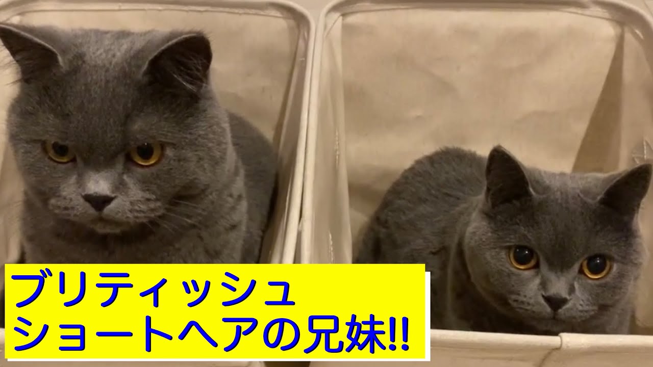 はじめまして。ブリティッシュショートヘアのかわ（性格おっとり）とたな（甘えん坊子猫）です
