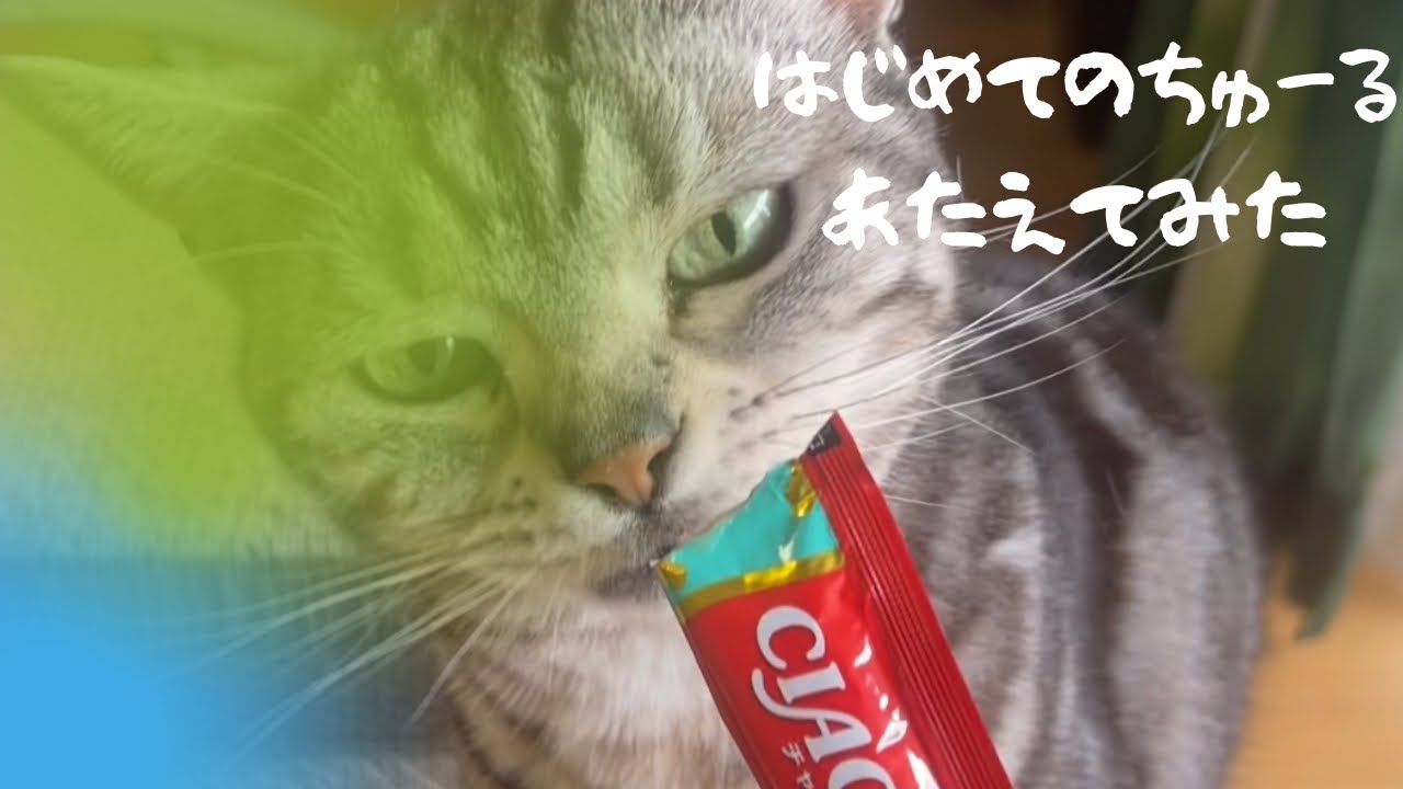 ちゅーる初体験のアメショー猫とトンキニーズの反応が激カワだった。