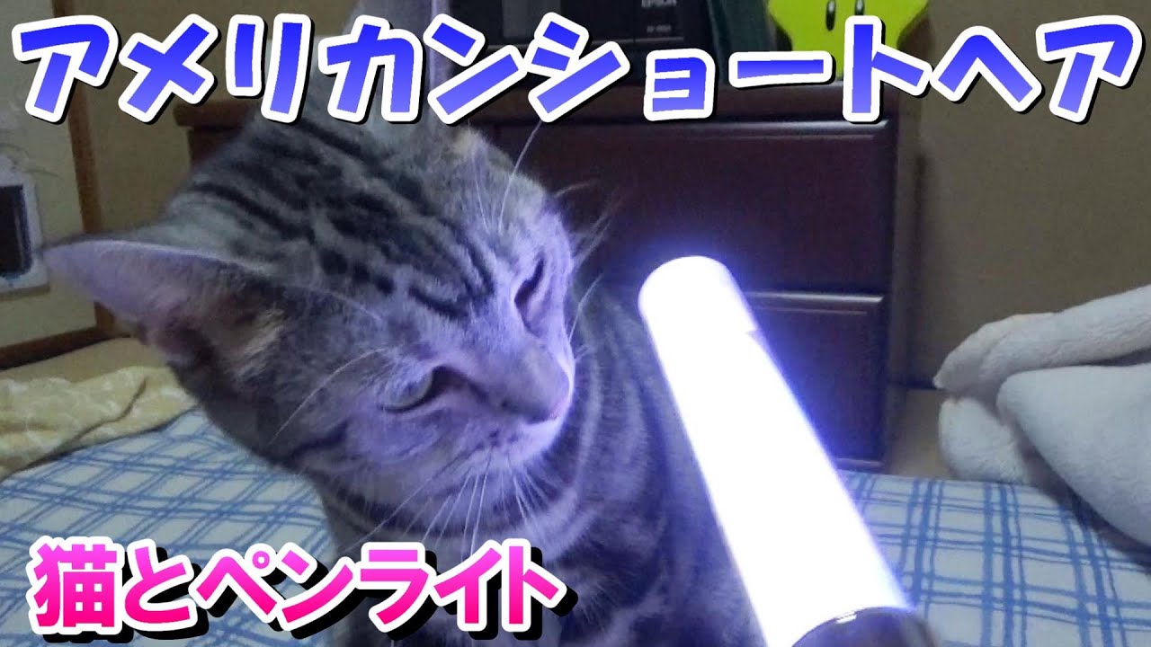 猫となぜか貰ったペンライト（アメリカンショートヘア）