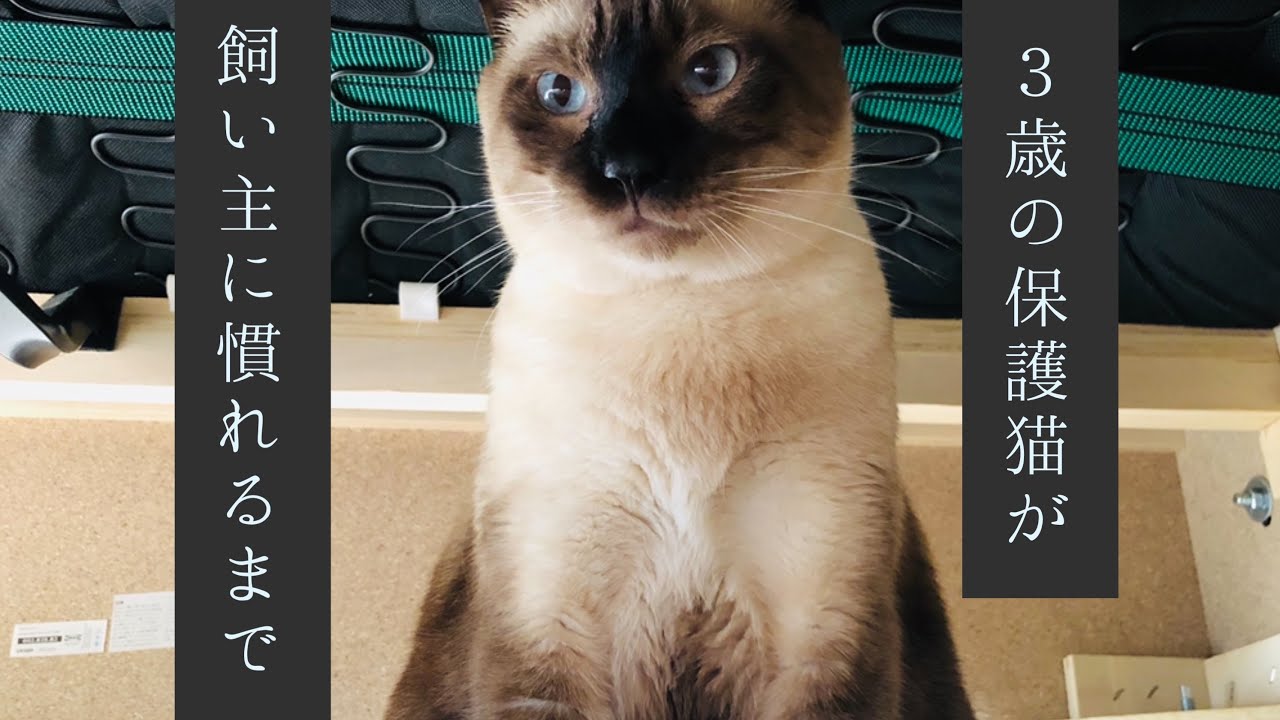 3歳の保護猫が慣れるまでの1か月