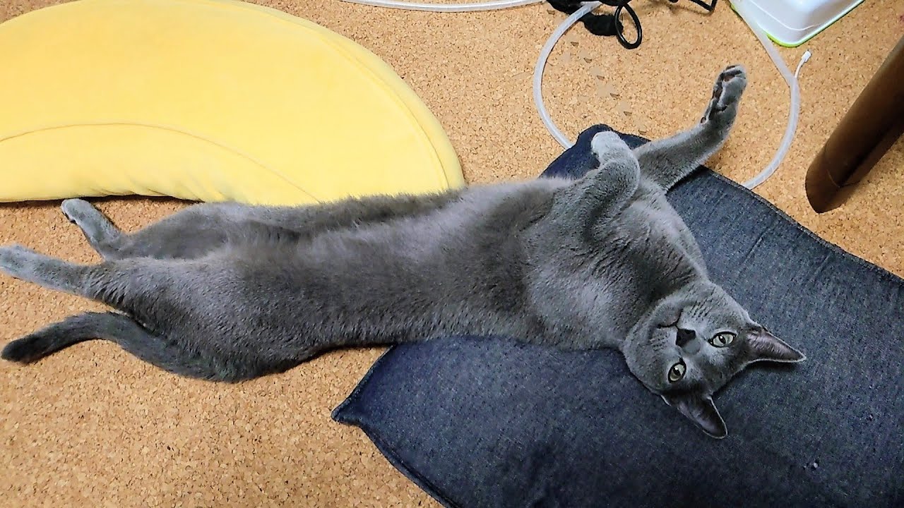 【猫動画】食前と食後のロシアンブルー【russianbule】Russian blue before and after meals