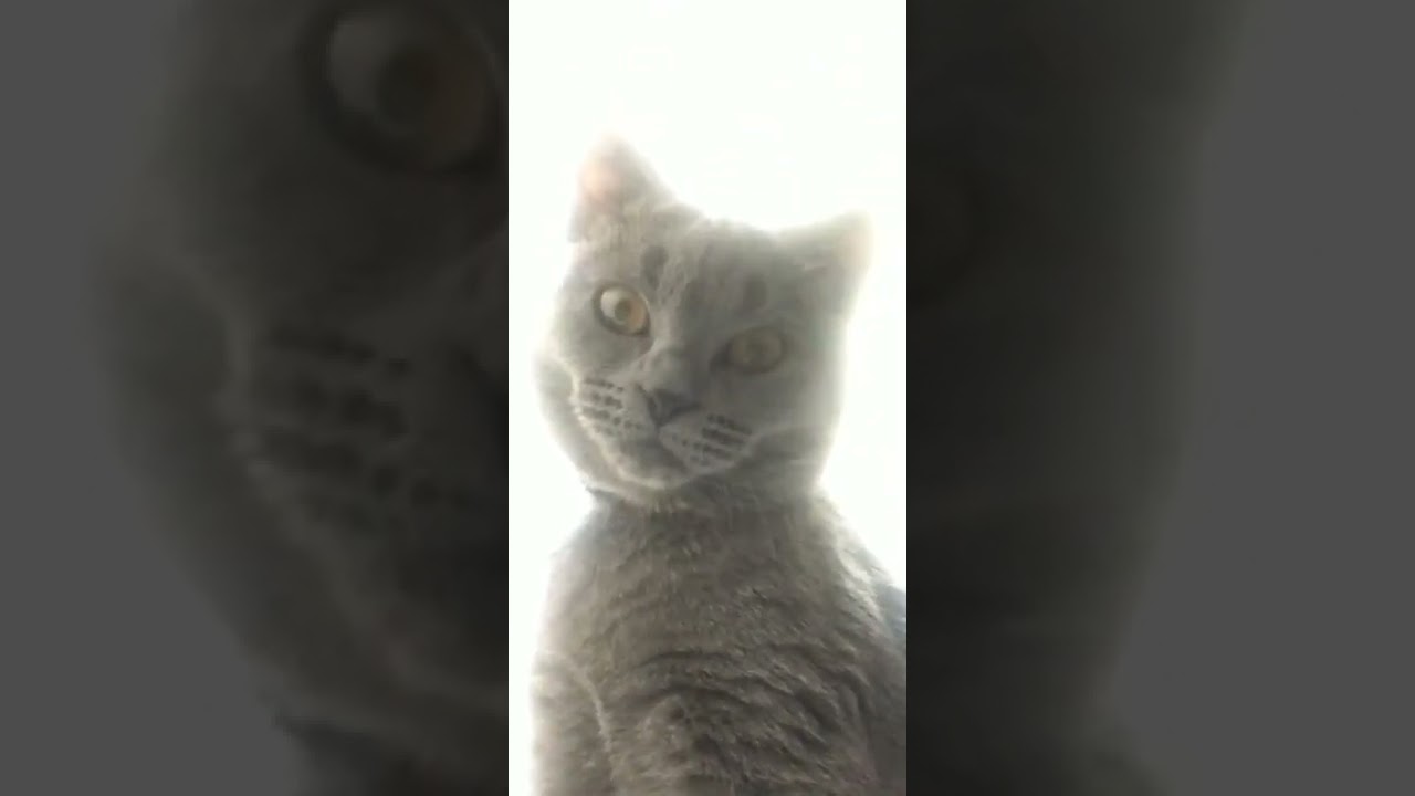 シャルトリュー 子猫 #shorts