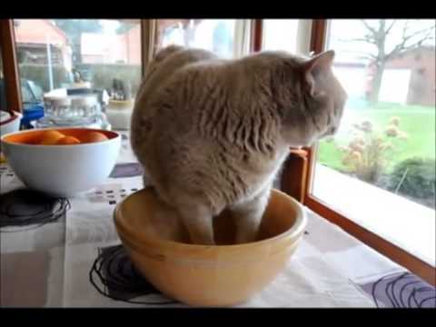 【デブ猫編】　デブネコにゃ～