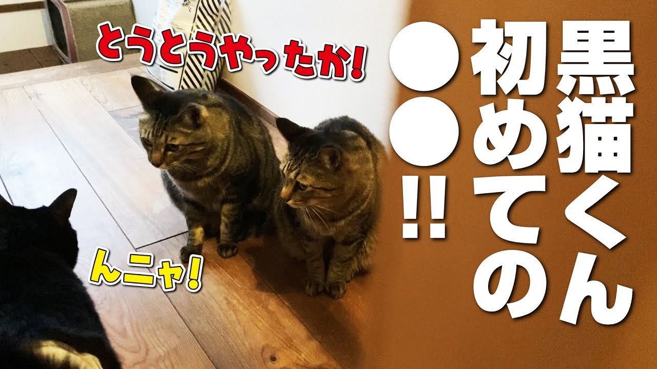 【黒猫くん生まれて初めての○○！】別居生活６日目
