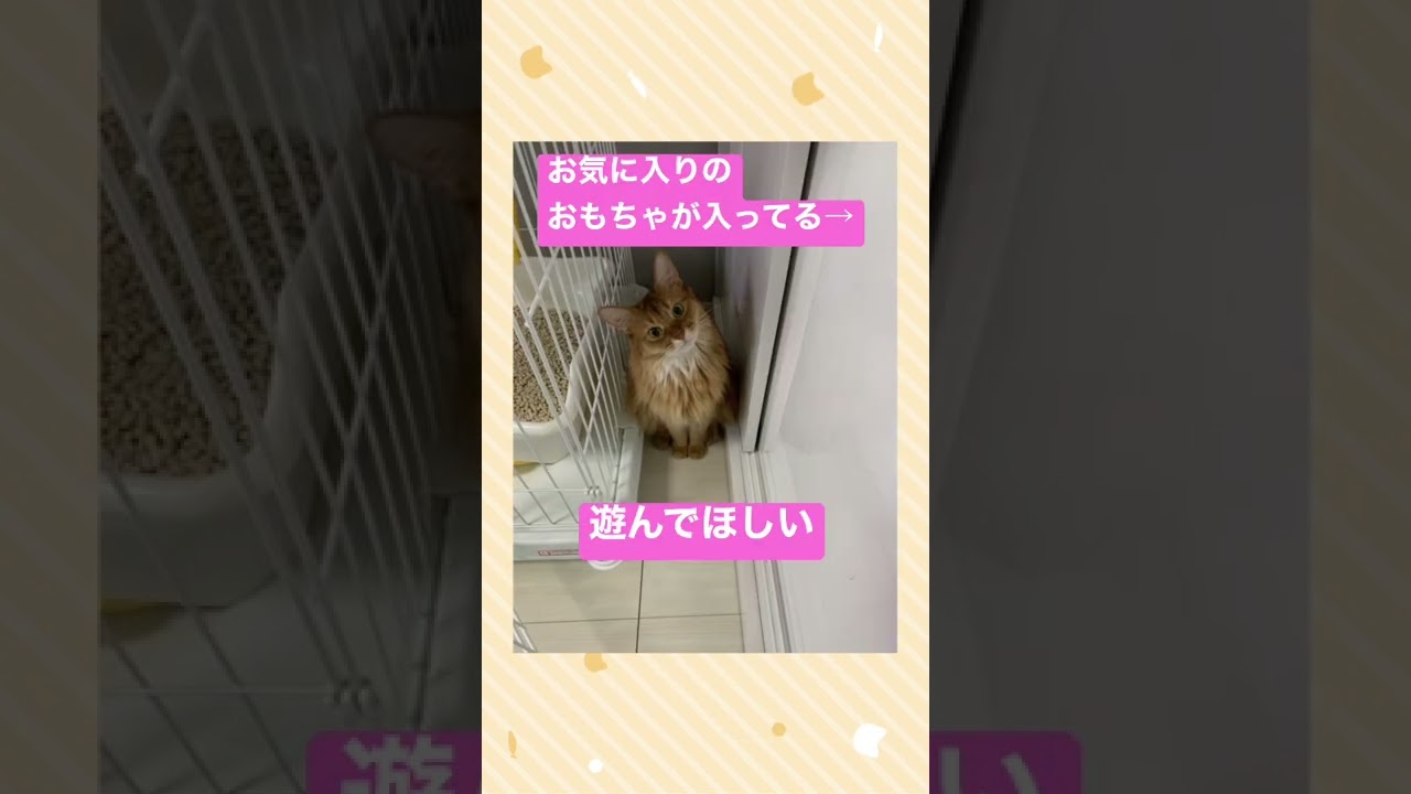 恵まれたソマリ♀紹介